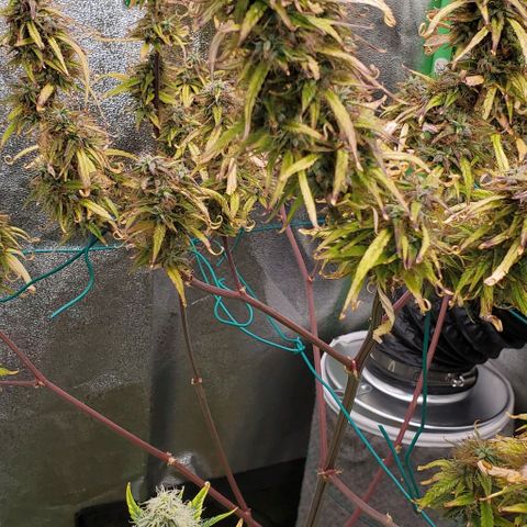 Starla growlog timeline photo