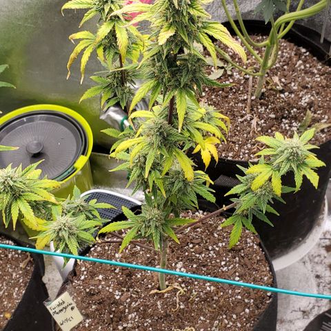 Corkscrew growlog timeline photo