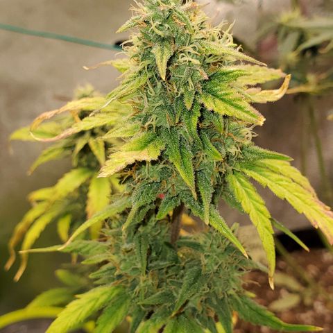 Corkscrew growlog timeline photo