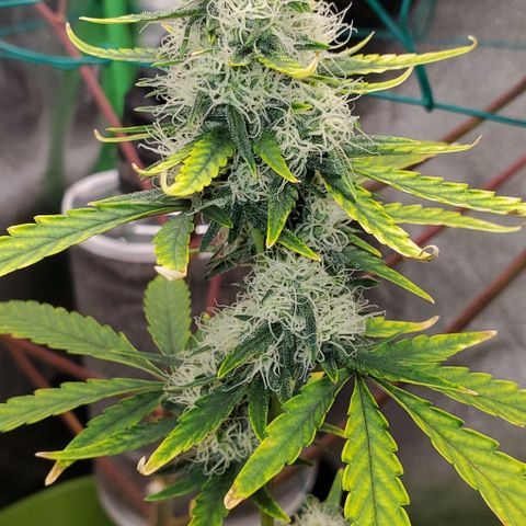 Bonnibel growlog timeline photo
