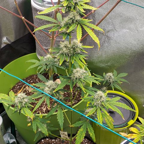 Bonnibel growlog timeline photo