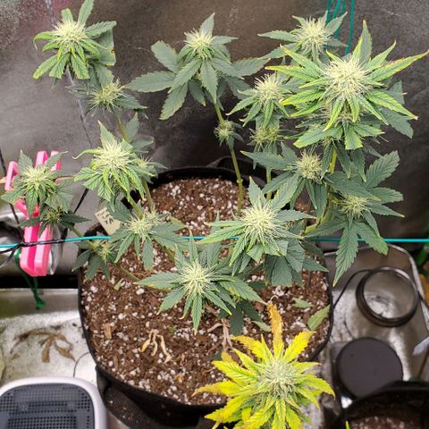 Eve growlog photo: She's not looking so great. Leaves are browning and brittle. I cut off everything that looked bad, and there's not much left after. 