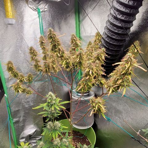 Starla growlog timeline photo