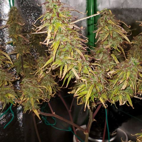 Starla growlog timeline photo