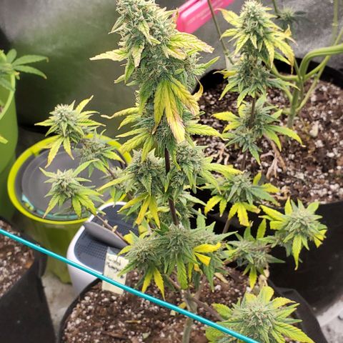 Corkscrew growlog timeline photo