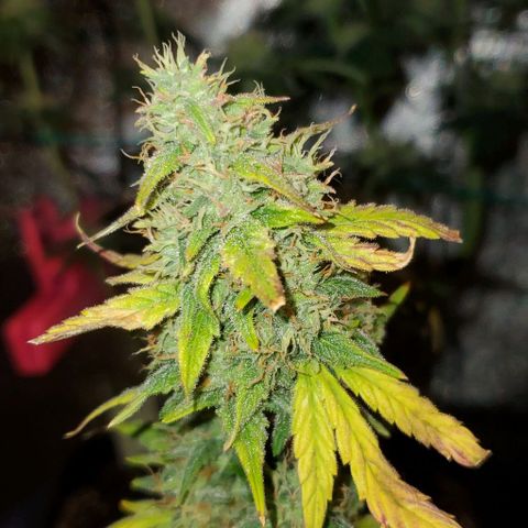 Corkscrew growlog timeline photo