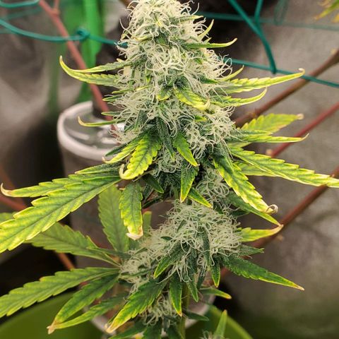 Bonnibel growlog timeline photo
