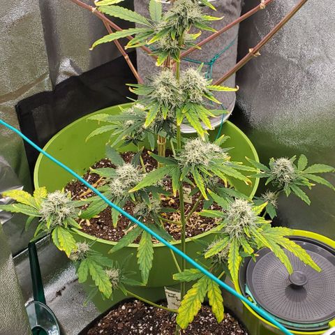 Bonnibel growlog timeline photo