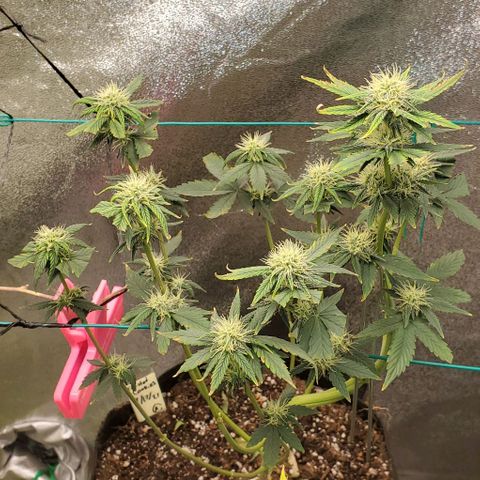Eve growlog timeline photo
