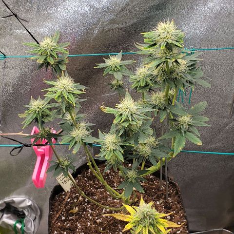 Eve growlog timeline photo