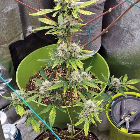 Bonnibel growlog timeline photo