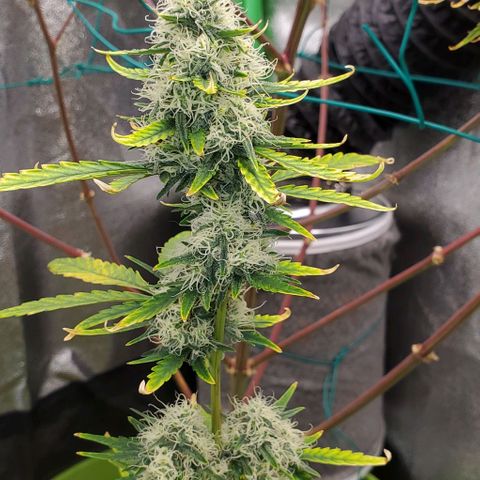 Bonnibel growlog timeline photo
