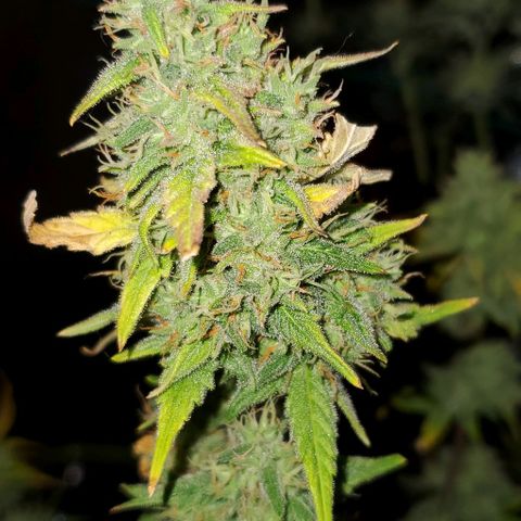 Corkscrew growlog timeline photo