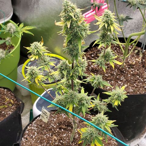 Corkscrew growlog timeline photo