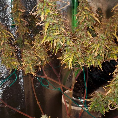 Starla growlog timeline photo