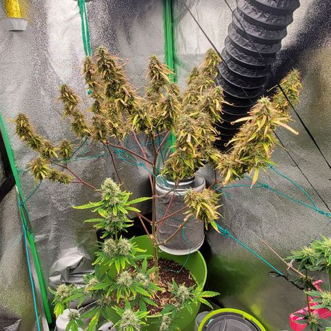 Starla growlog timeline photo