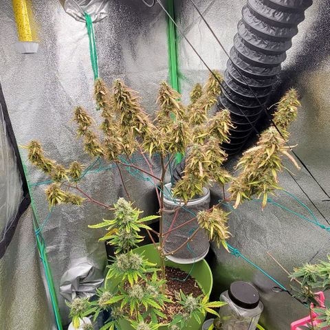 Starla growlog timeline photo