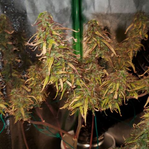 Starla growlog timeline photo
