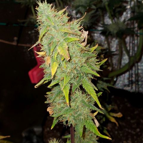 Corkscrew growlog timeline photo