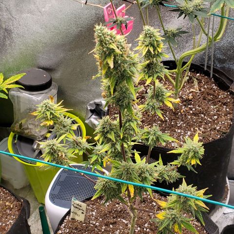 Corkscrew growlog timeline photo