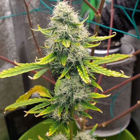 Bonnibel growlog timeline photo