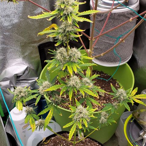 Bonnibel growlog timeline photo