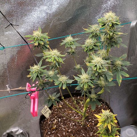 Eve growlog timeline photo