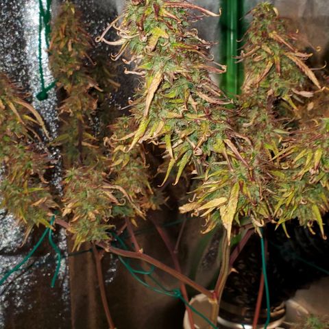 Starla growlog timeline photo