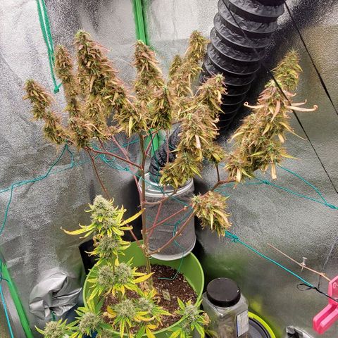 Starla growlog timeline photo