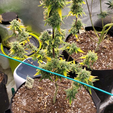 Corkscrew growlog timeline photo