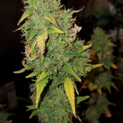 Corkscrew growlog timeline photo