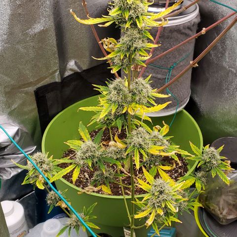 Bonnibel growlog timeline photo