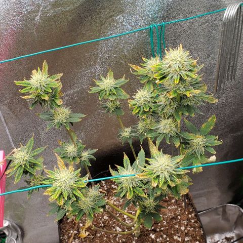 Eve growlog timeline photo