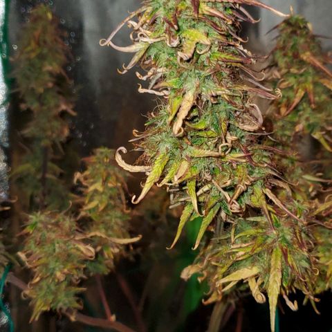 Starla growlog timeline photo