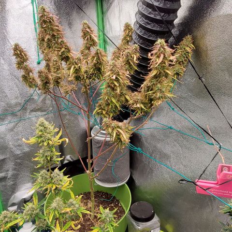 Starla growlog timeline photo