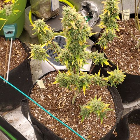 Corkscrew growlog timeline photo