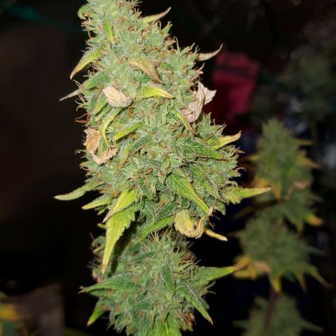 Corkscrew growlog timeline photo