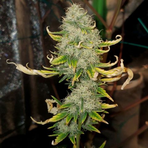 Bonnibel growlog timeline photo