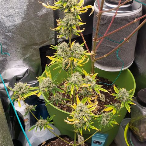 Bonnibel growlog timeline photo