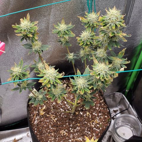 Eve growlog timeline photo