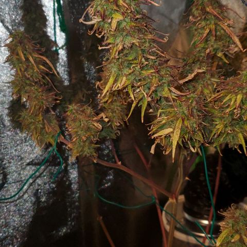 Starla growlog timeline photo