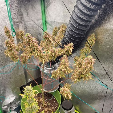 Starla growlog timeline photo