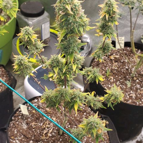 Corkscrew growlog timeline photo
