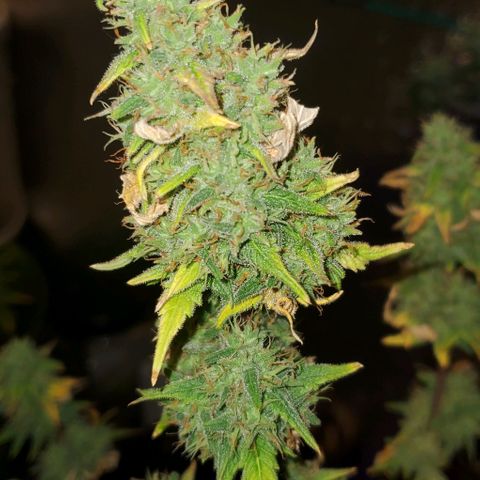 Corkscrew growlog timeline photo