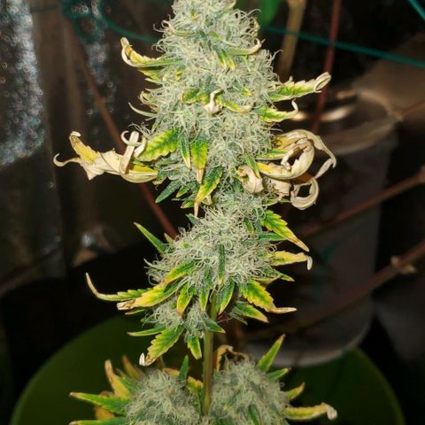 Bonnibel growlog timeline photo