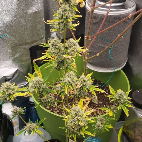 Bonnibel growlog timeline photo