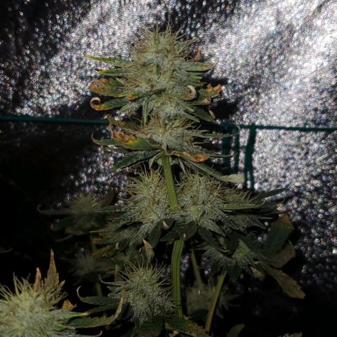 Eve growlog timeline photo