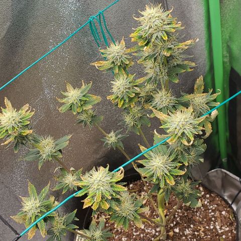 Eve growlog timeline photo