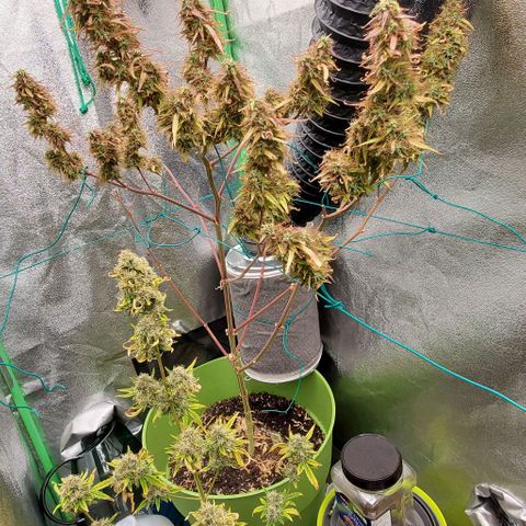 Starla growlog timeline photo