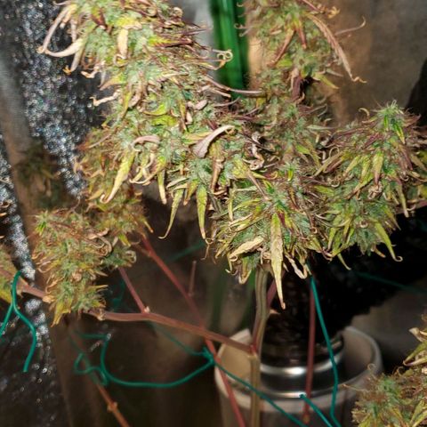Starla growlog timeline photo